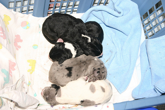 Now there are four