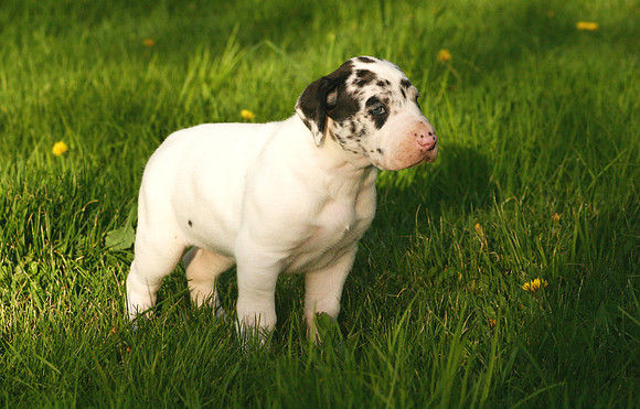 Lightly marked harlequin girl