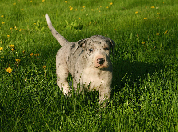 Merle girl