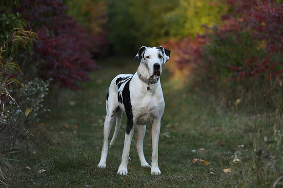 A44I0490