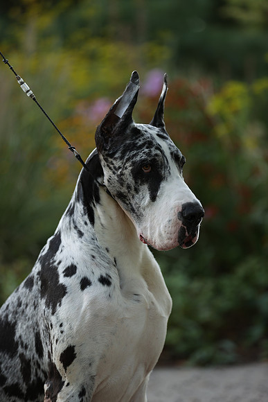 A44I8392