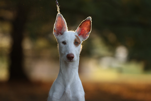 A44I0753