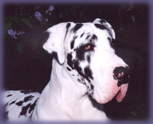 Doogan