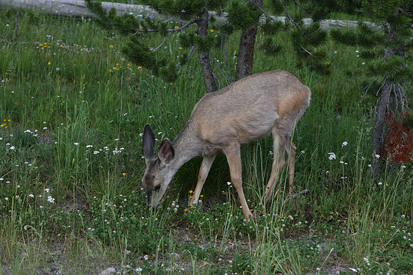IMG_3649