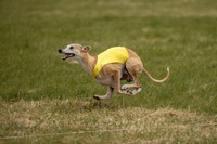 Whippet