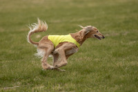Saluki