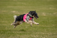 Borzoi