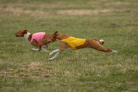 Basenji