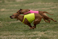 Ridgeback