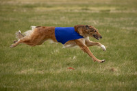 Borzoi