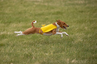 Basenji