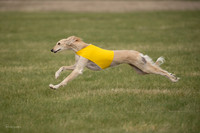 Saluki