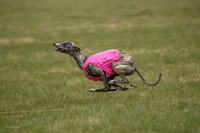Whippet