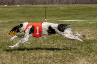 Borzoi