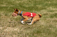 Basenji
