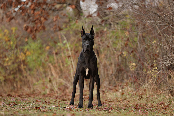 A44I1592