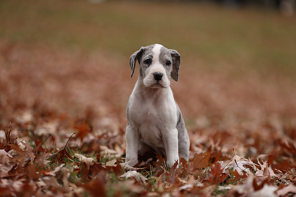 A44I3311