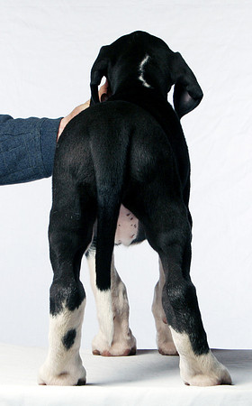 3.3 - Mantle J - rear