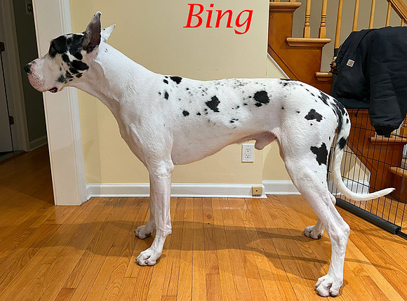 Left-Side-Bing