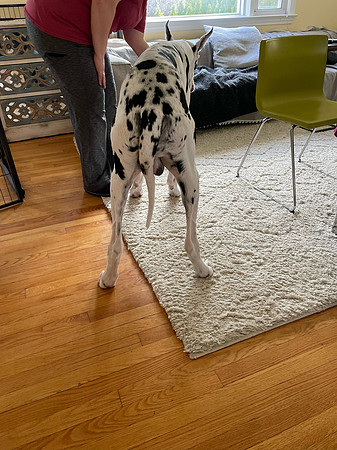Rear-Bing