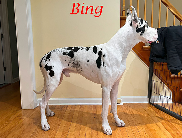 Right-Side-Bing