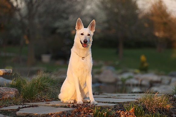 A44I9361
