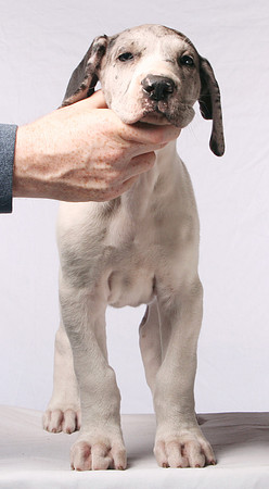 4.2 - Merlequin - front