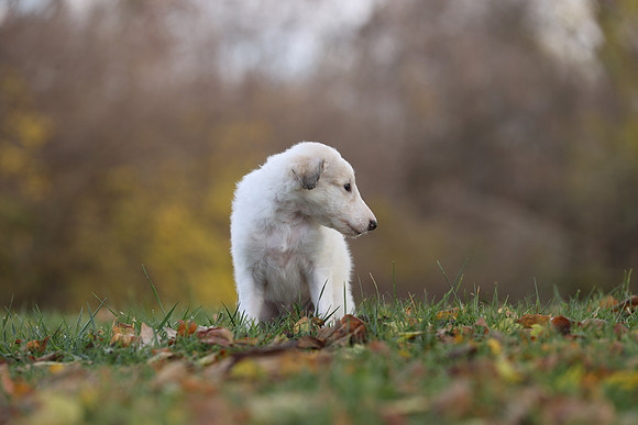 A44I2397