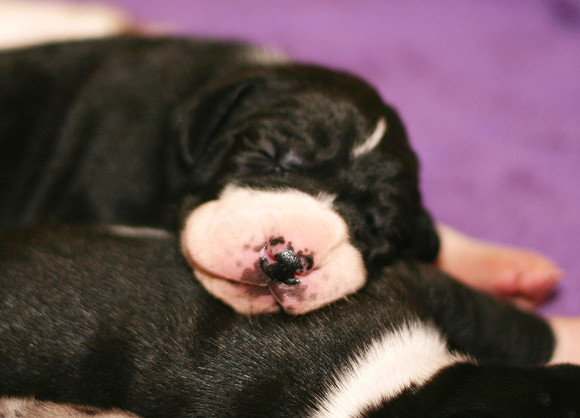 Cute puppy nose!