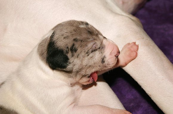Being 10 days old is hard work