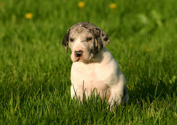 Merlequin girl