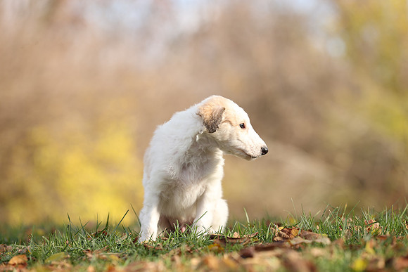 A44I2499
