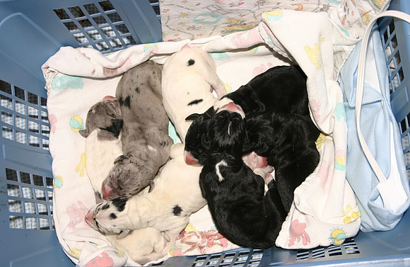 Seven babies
