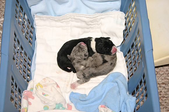 The first two!