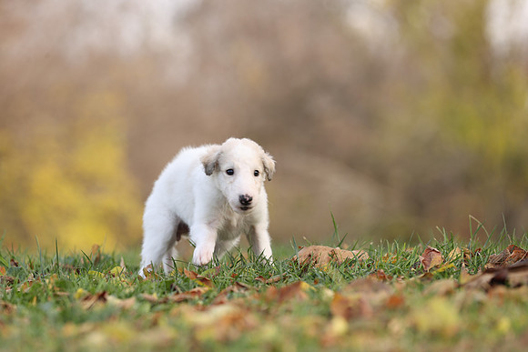 A44I2369